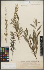 Foto von Salix purpurea L. x Salix repens L.